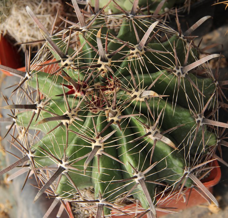 Ferocactus horridus.
