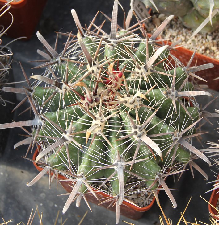 Ferocactus horridus.