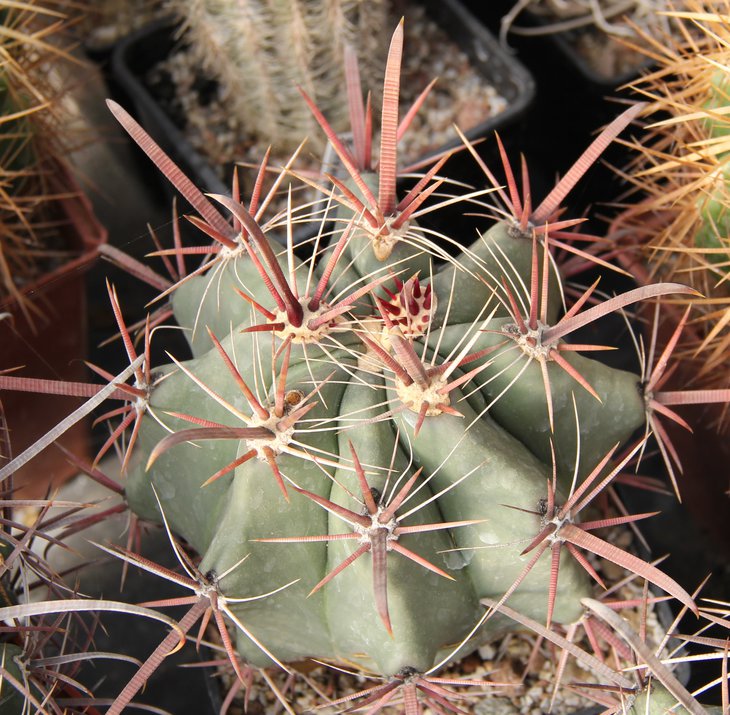 Ferocactus peninsulae SB1686 Cerro Colorado BCS  MG425.9314