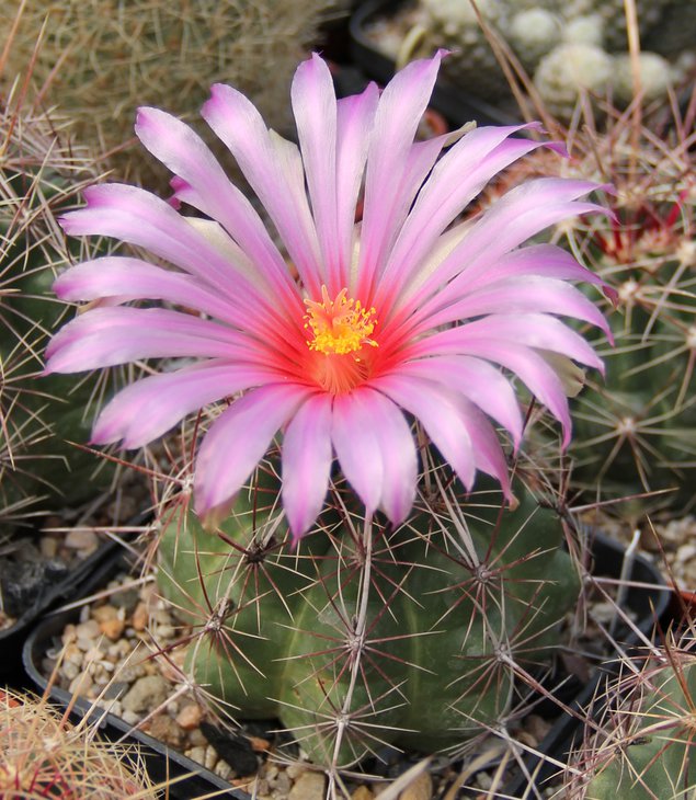 Thelocactus bicolor CZ052 Arteaga plain 1950m Coah