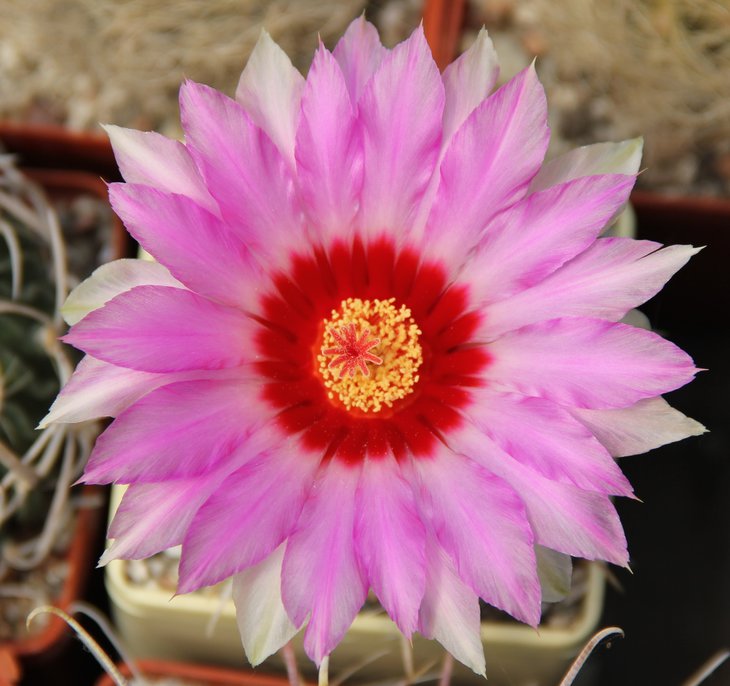 Thelocactus bicolor commodus