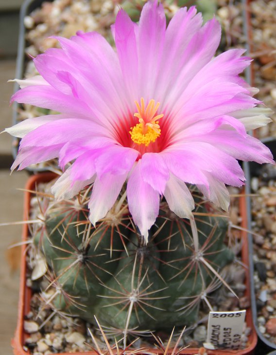 Thelocactus bicolor VZD025.