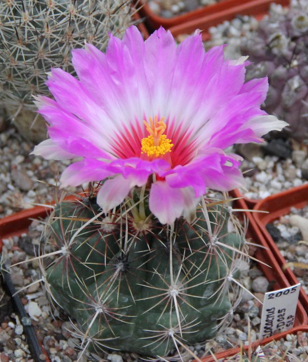 Thelocactus bicolor VZD025.