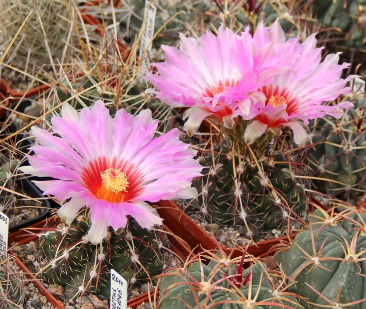Thelocactus bicolor commodus KOHRES