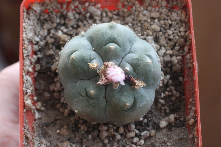 Lophophora williamsii