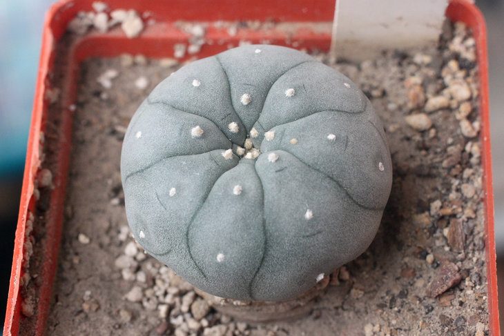 Lophophora williamsii (Huizache, SLP)