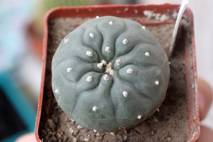 Lophophora williamsii, южная форма (подробнее можно будет сказать после цветения)