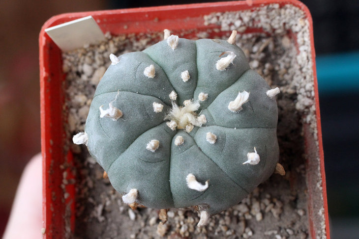 Lophophora williamsii