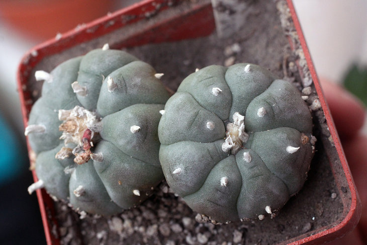 Lophophora williamsii (Soledad, San Luis Potosi)