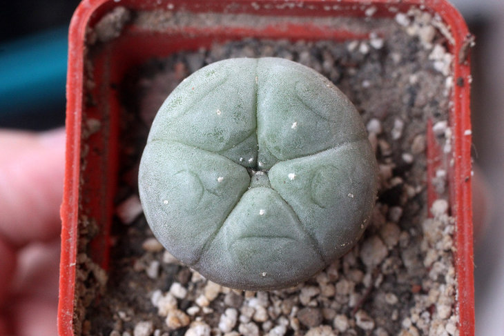 Lophophora williamsii (предположительно Huizache, San Luis Potosi)