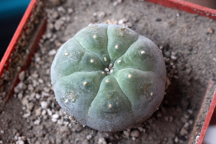 Lophophora williamsii (Huizache, San Luis Potosi - селекция Сергея Червинко)