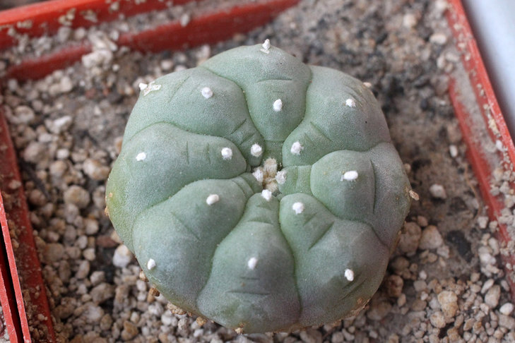Lophophora williamsii