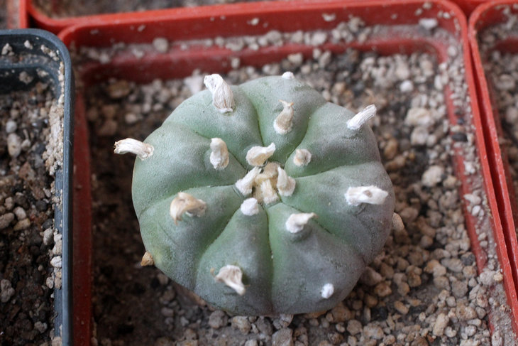 Lophophora williamsii