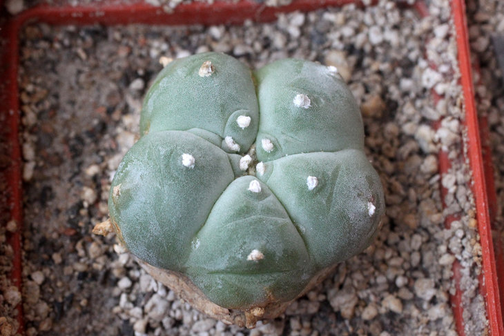 Lophophora williamsii