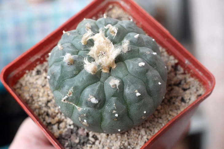 Lophophora williamsii (Jim Hogg county, Texas)