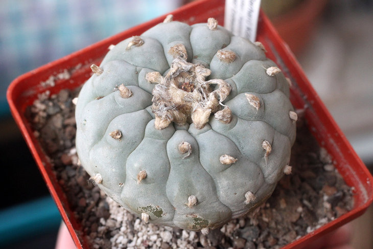 Lophophora williamsii (v. texana от Кёреса, предположительно - Presidio county, Texas)