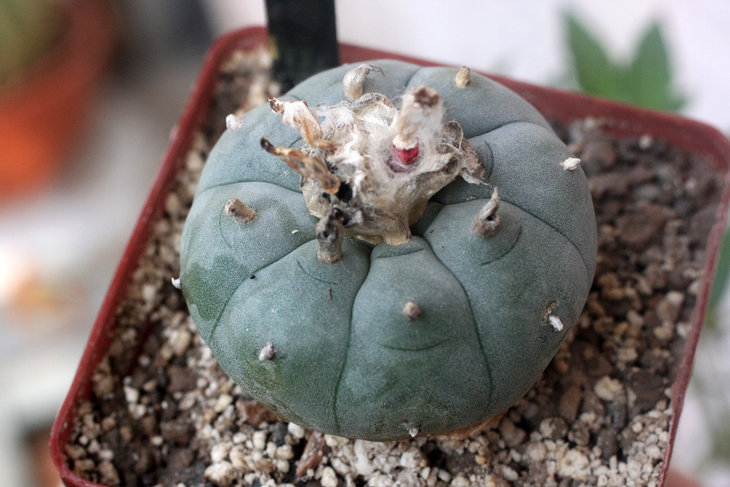 Lophophora williamsii