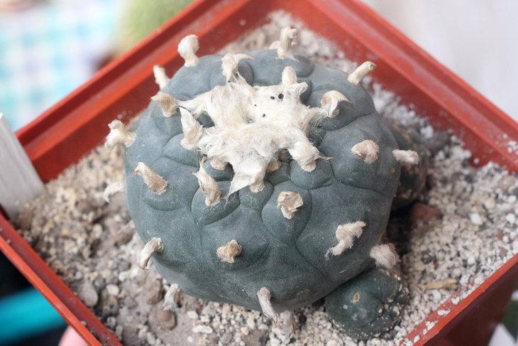 Lophophora williamsii