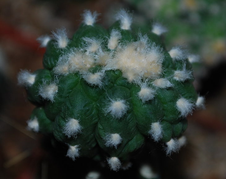 DSC_4182  Astrophytum multihybrid  f. cristata.jpg
