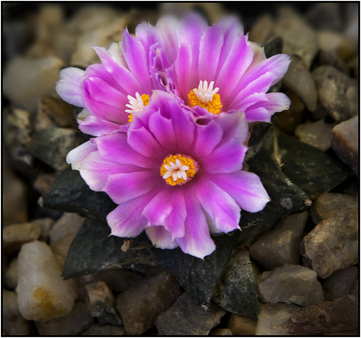 Roseocactus fissuratus