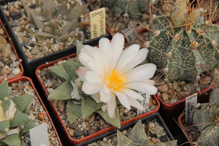 Ariocarpus retusus scapharosroides VZD125