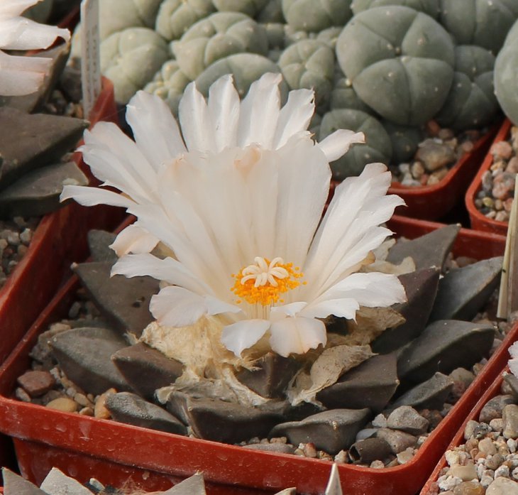 Ariocarpus retusus.