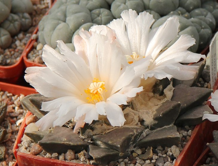Ariocarpus retusus.