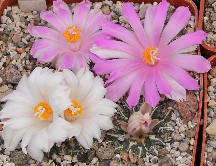 Ariocarpus kotchoubeanus  Червинко