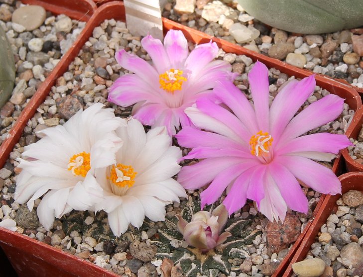 Ariocarpus kotchoubeanus  Червинко