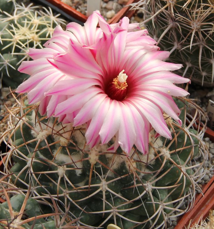 Coryphantha elephantisens.