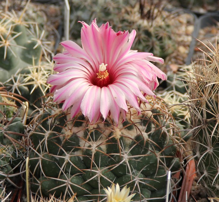 Coryphantha elephantisens.