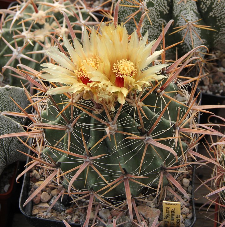 Ferocactus santamaria SB1237 San Carlos BCS MG430