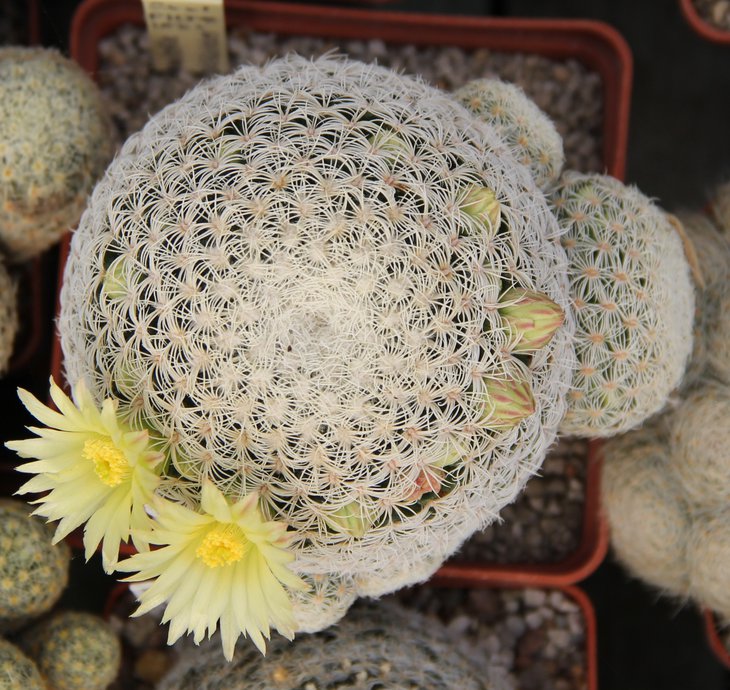 Mammillaria solisioides привита на Cleistocactus strausianus.