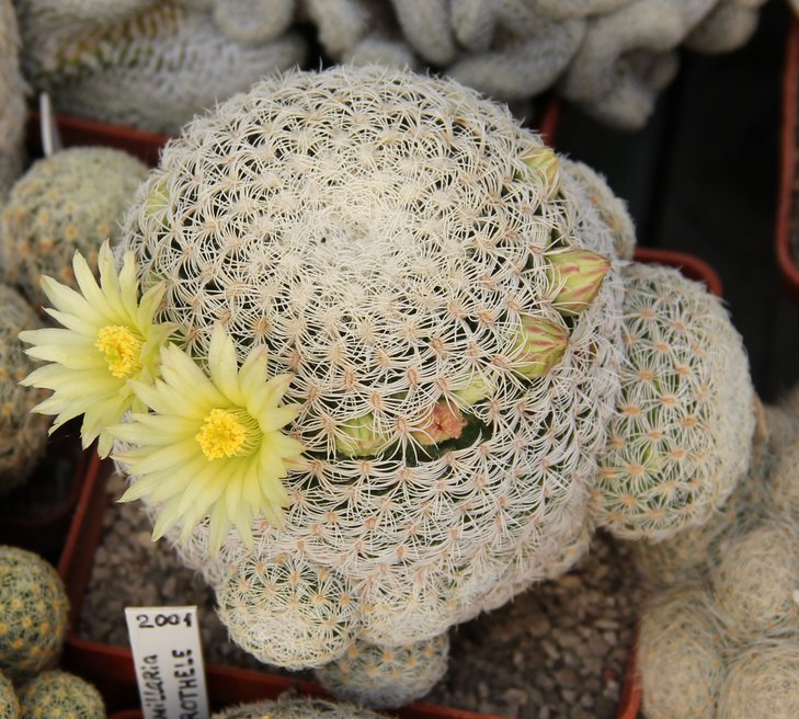 Mammillaria solisioides привита на Cleistocactus strausianus.