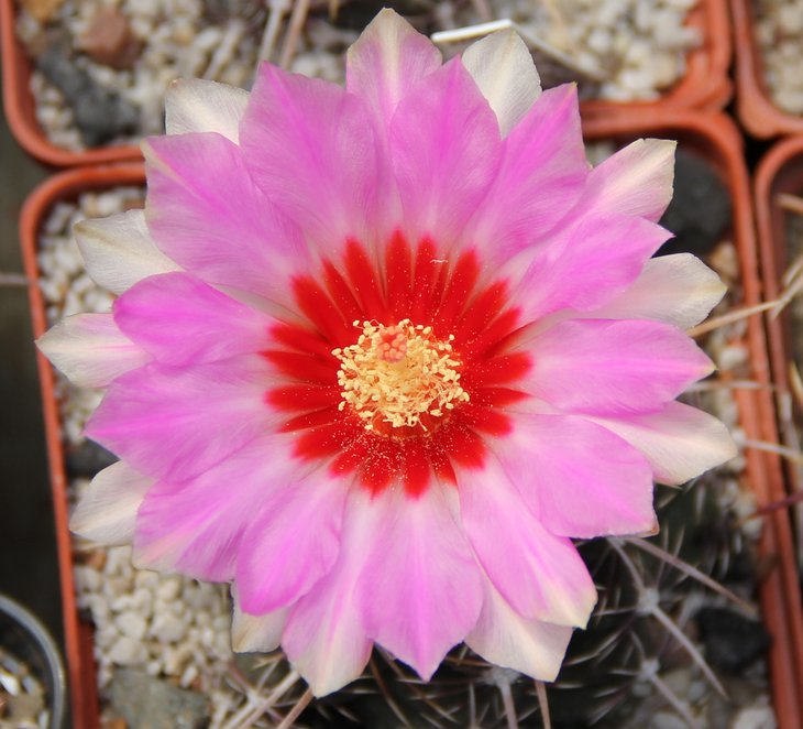 Thelocactus bicolor commodus MZ869 Montemorelos N.L..