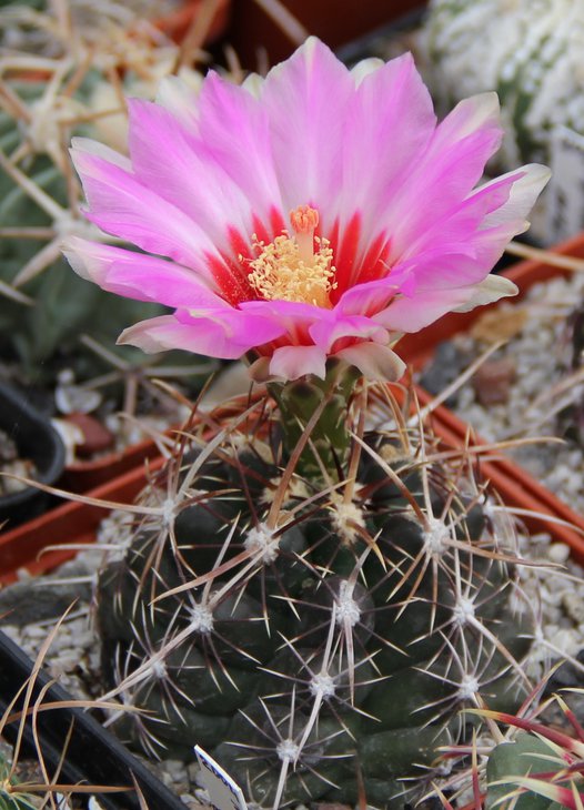Thelocactus bicolor commodus MZ869 Montemorelos N.L..