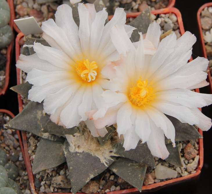 Ariocarpus retusus,