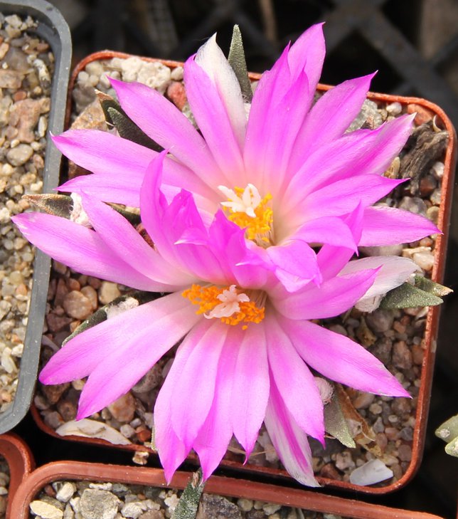 Ariocarpus agavioides