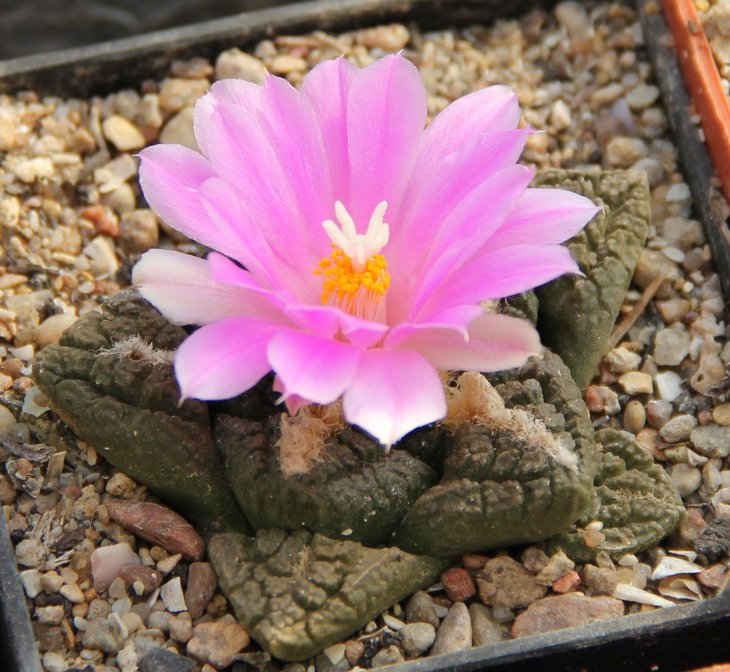 Ariocarpus fissuratus.