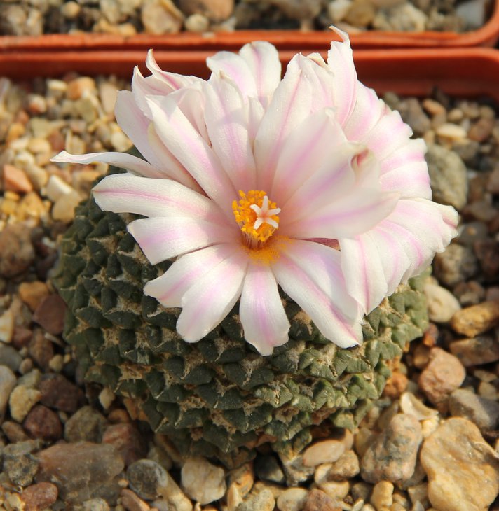 Ariocarpus kotchoubeyanus albiflorus.