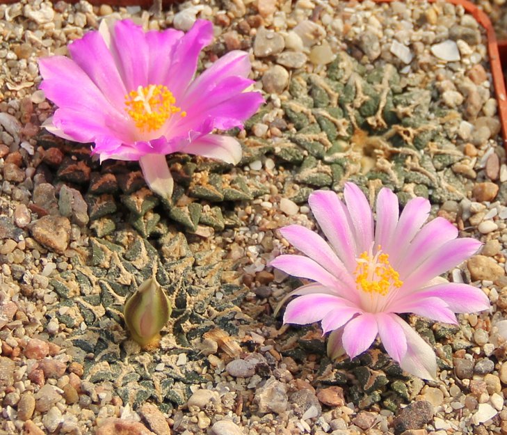 Ariocarpus kotchoubeyanus.
