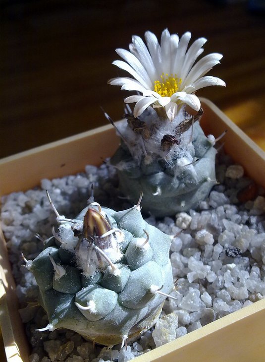 Turbinicarpus jauernigii.jpg