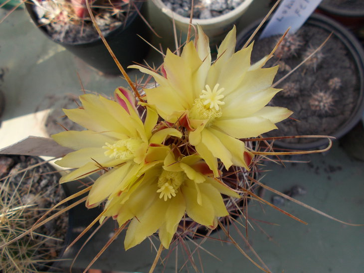 Hamatocactus longihamatus.JPG