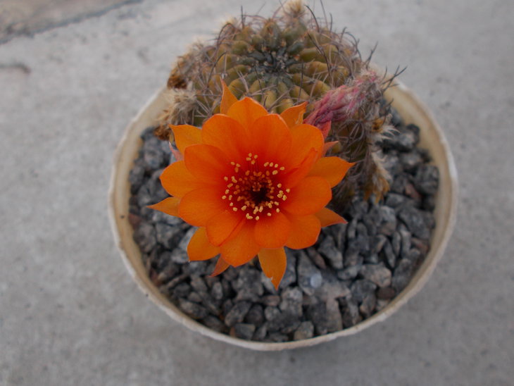 Lobivia cinnabarina.JPG