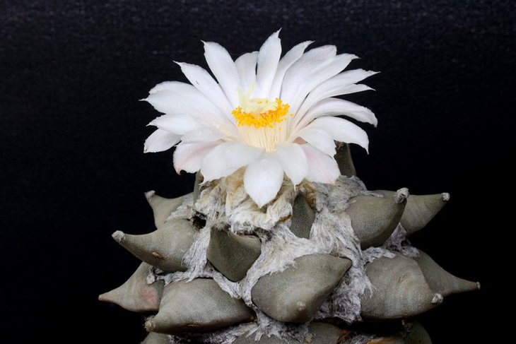 Ariocarpus retusus f.jarmilae 15.JPG
