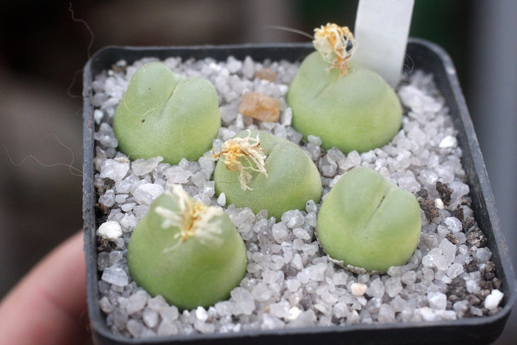 Conophytum ratum