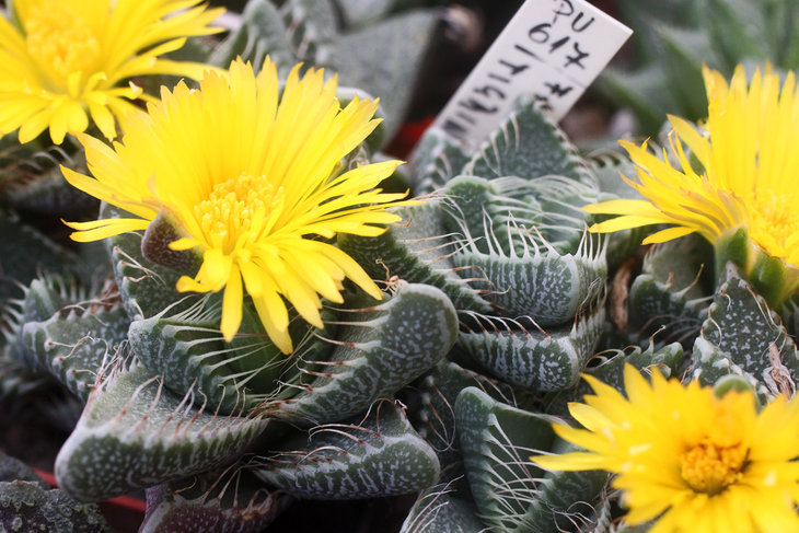 Faucaria tigrina