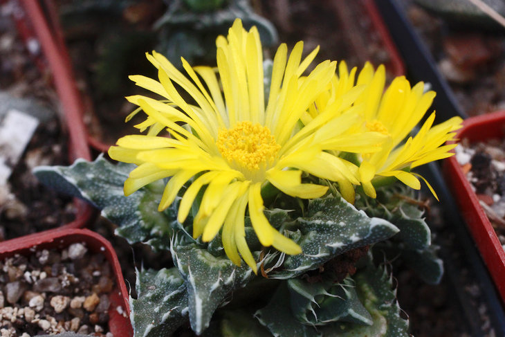 Faucaria tuberculosa