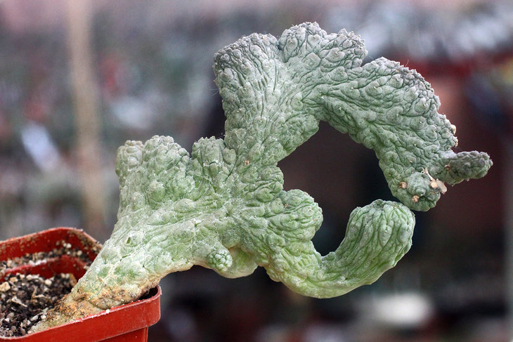 Кристатный сеянец Pseudolithos dodsonianus