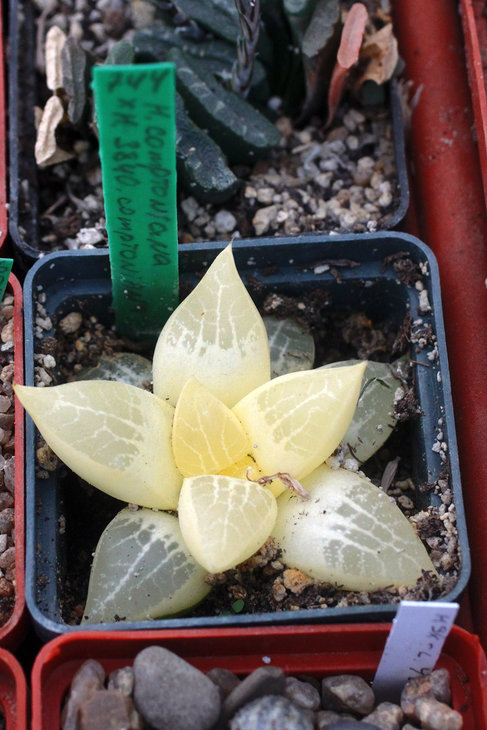 Бесхлорофильный сеянец Haworthia comptoniana